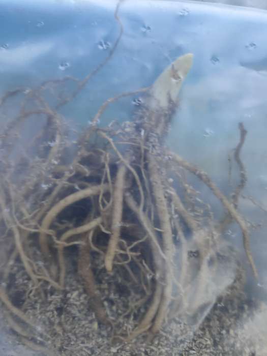 Фотография покупателя товара Хоста «Патриот», корневище в пакете с торфогрунтом, р-р I, 1 шт. - Фото 124