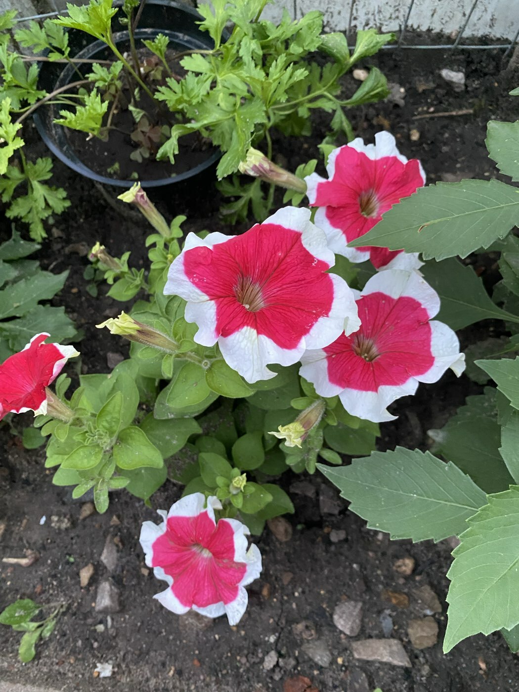 Фотография покупателя товара Семена цветов Петуния "Хулахуп" красный F1 крупноцветковая, О, гранулы, пробирка, ц/п, 5 шт. - Фото 1