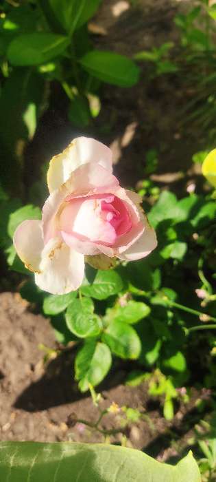 Фотография покупателя товара Саженец розы Белла Вита,  Весна 2024, 1 шт. - Фото 3