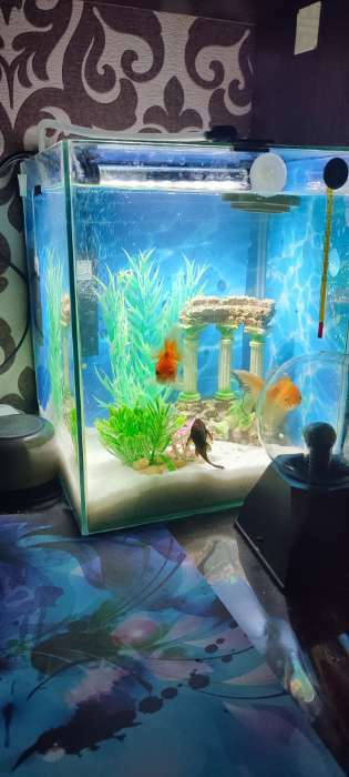 Фотография покупателя товара Растение искусственное аквариумное, светящееся, 20 см, красное - Фото 1