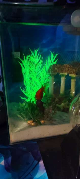 Фотография покупателя товара Растение искусственное аквариумное, светящееся, 20 см, красное - Фото 2