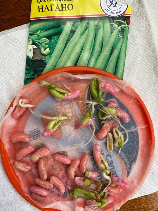Фотография покупателя товара Семена Фасоль овощная "Нагано" РС-1, 5 г - Фото 3