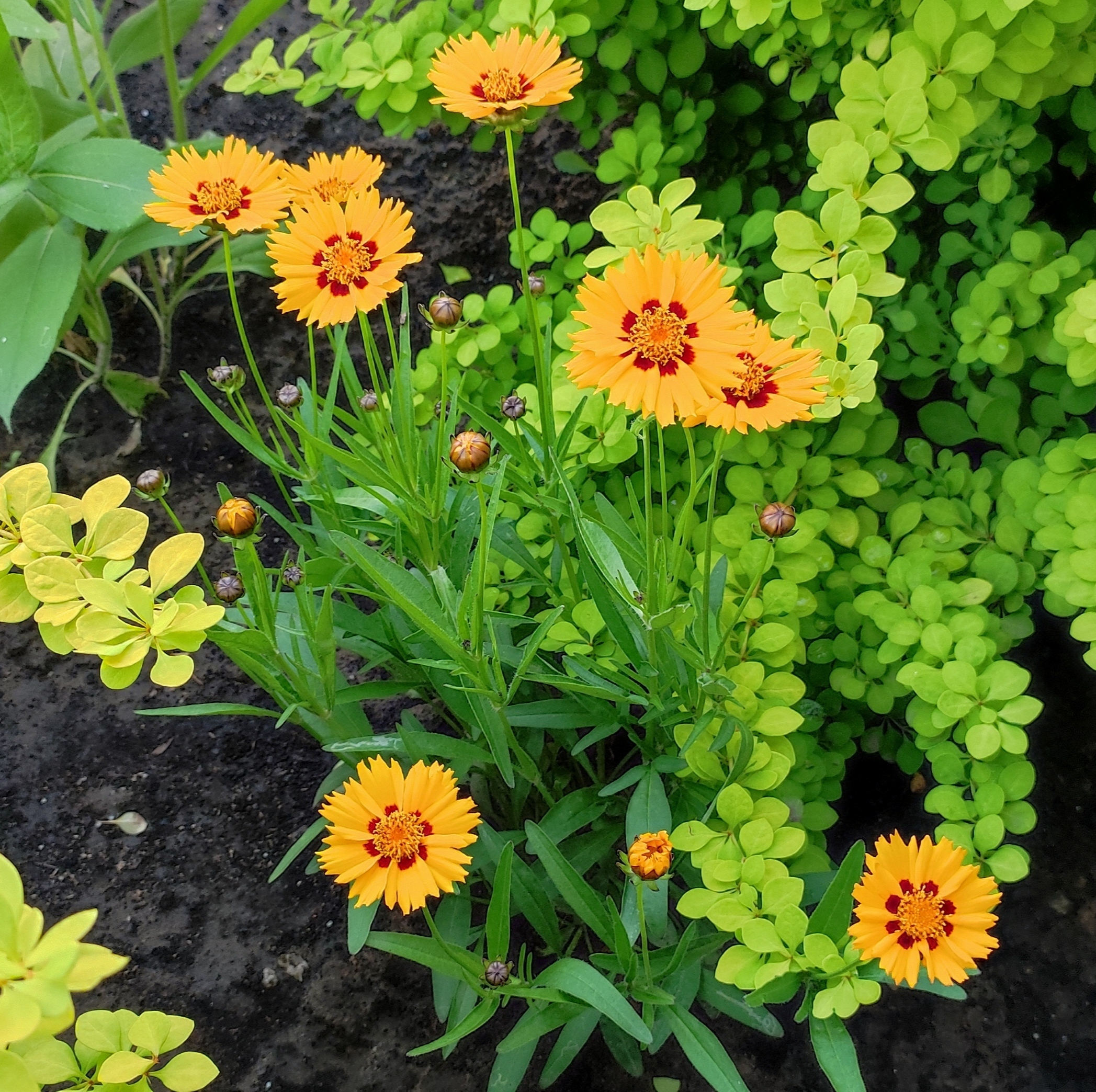 Фотография покупателя товара Семена цветов Кореопсис ланцетовидный "Потеха", 0,1гр - Фото 2