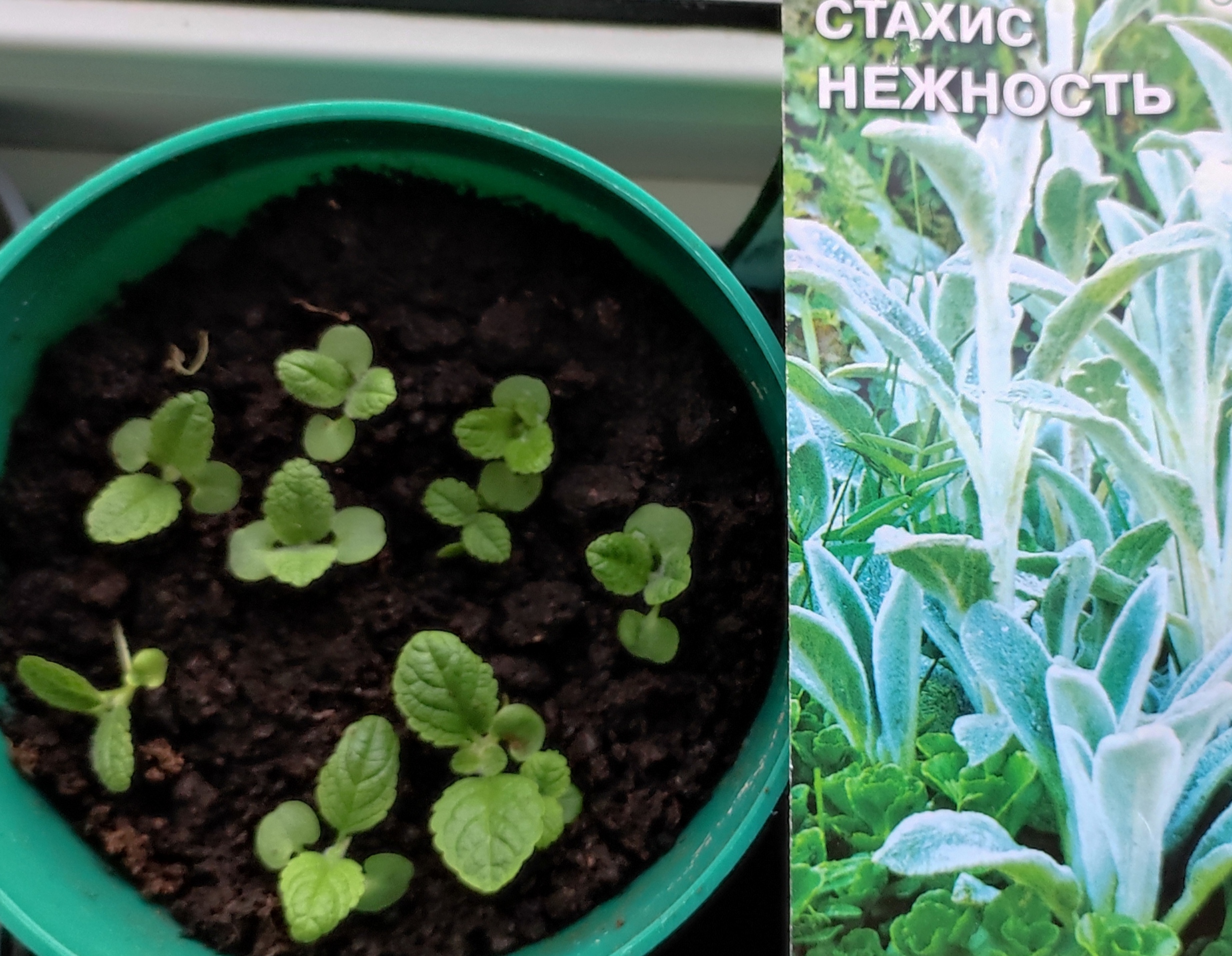 Фотография покупателя товара Семена цветов Стахис «Нежность», 0.1 г, «СеДеК» - Фото 1