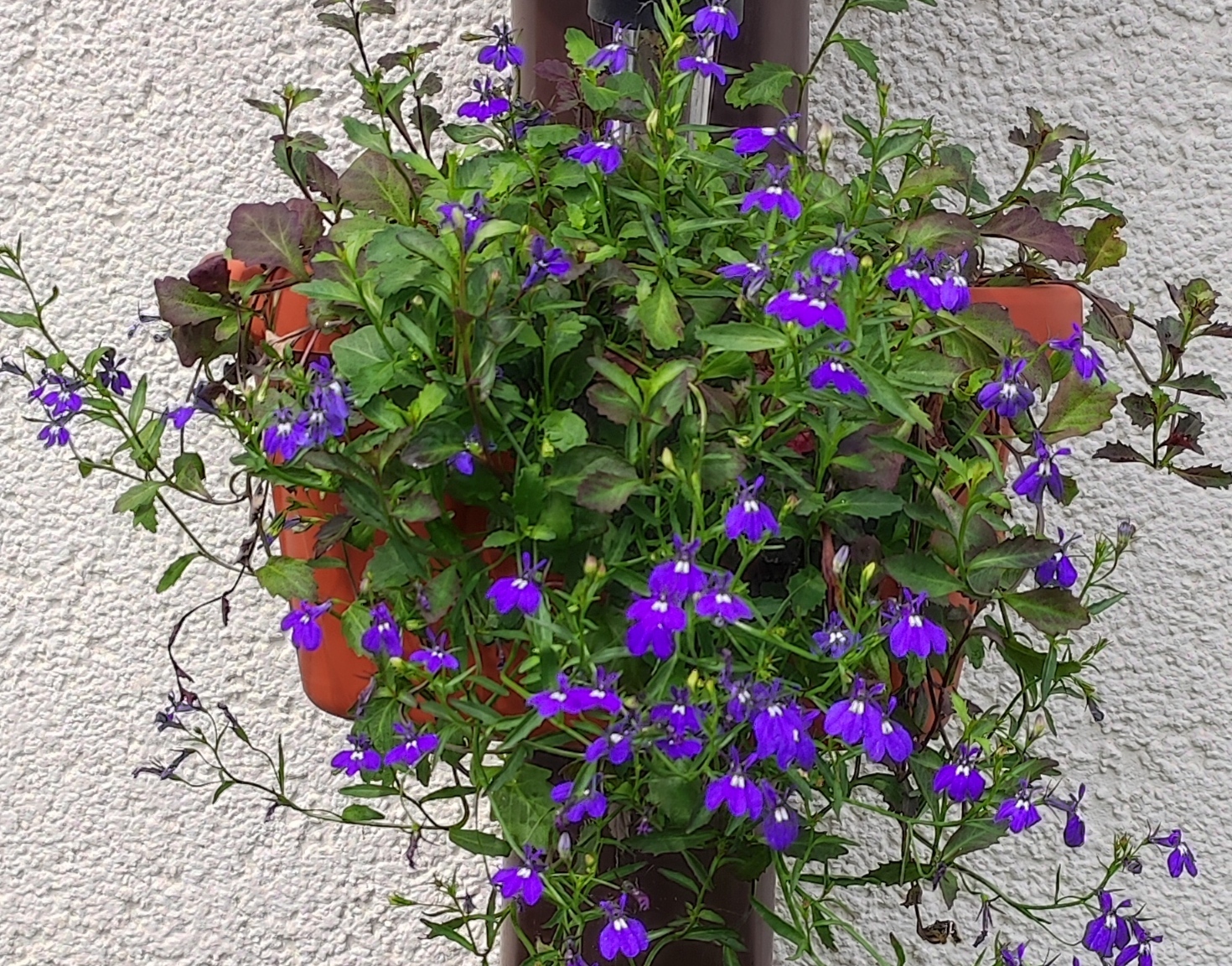 Фотография покупателя товара Семена Лобелия ампельная "Ниагара", ц/п, 0,01 г - Фото 1