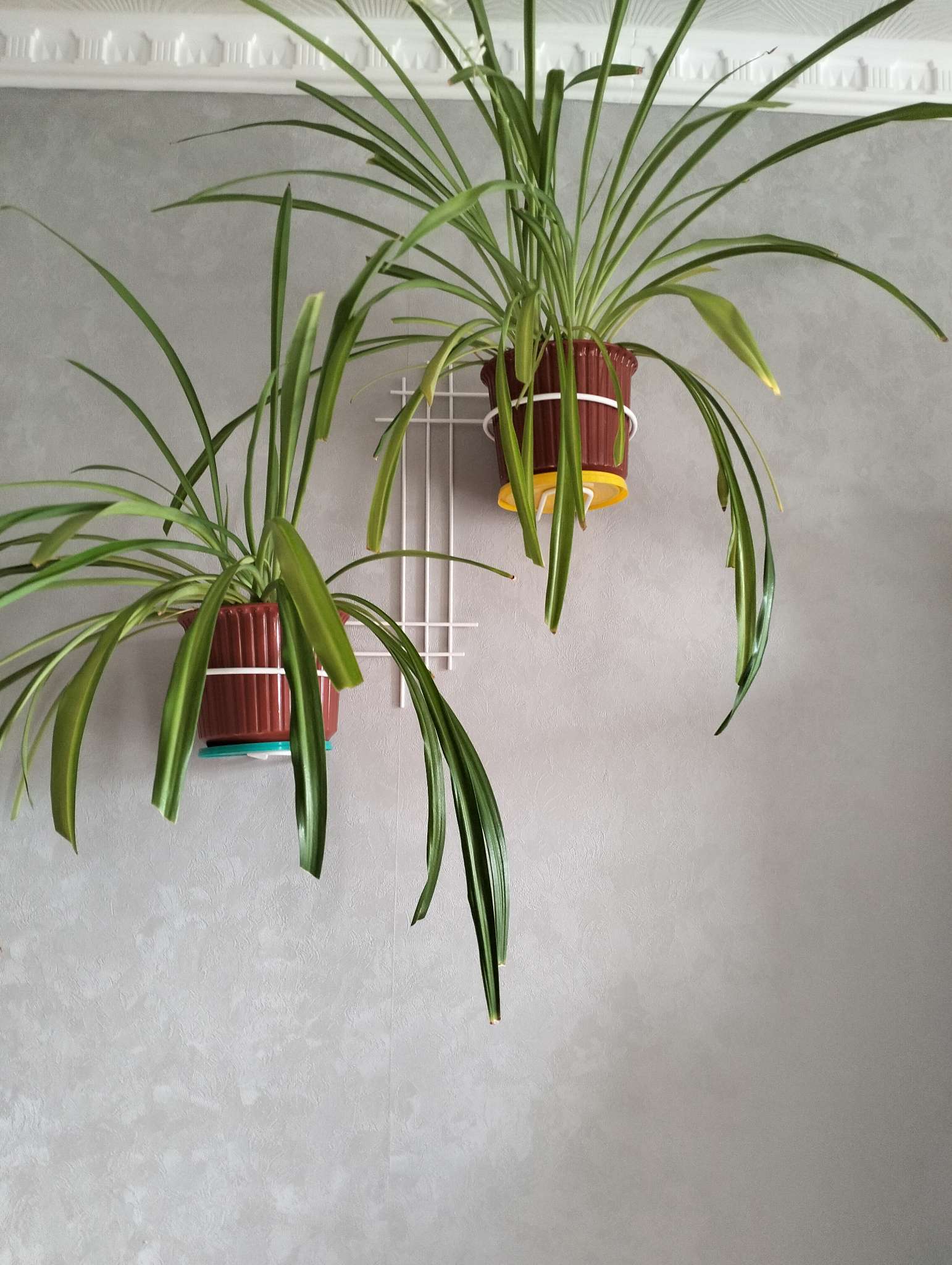 Фотография покупателя товара Подвес для кашпо, настенный, d=16 см, белый, «Прямая-2» - Фото 2