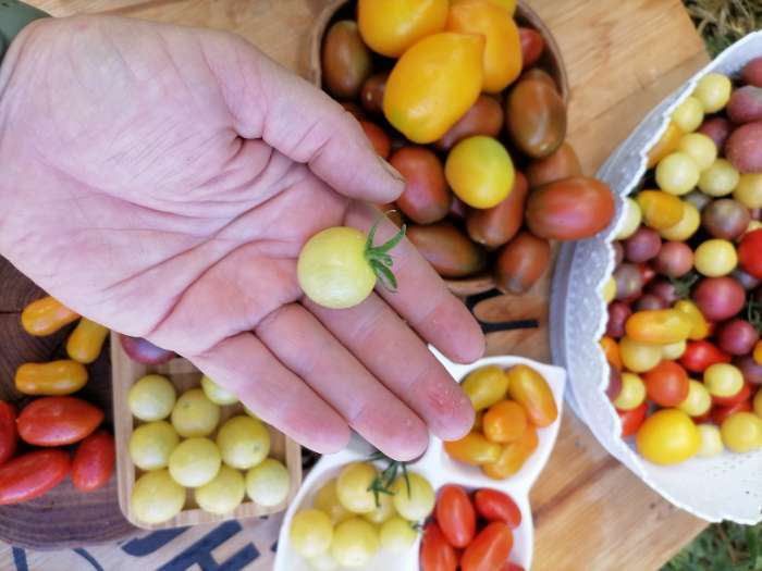 Фотография покупателя товара Семена Томат "Синичка", очень ранний, детерминантный,низкорослый, 0,05 г - Фото 7