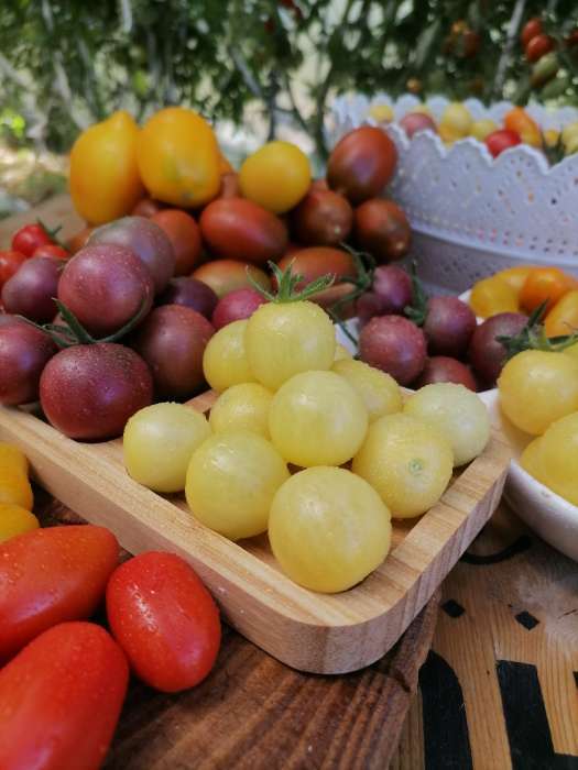 Фотография покупателя товара Семена Томат "Синичка", очень ранний, детерминантный,низкорослый, 0,05 г - Фото 8