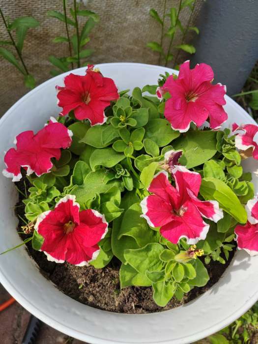 Фотография покупателя товара Семена Цветов  Петуния "Мираж Ред Пикоти", 10шт - Фото 11