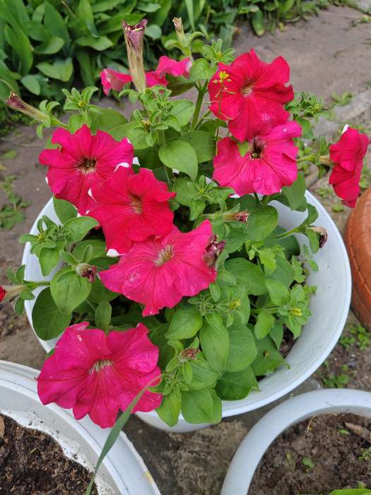 Фотография покупателя товара Семена Цветов  Петуния "Мираж Ред Пикоти", 10шт - Фото 10