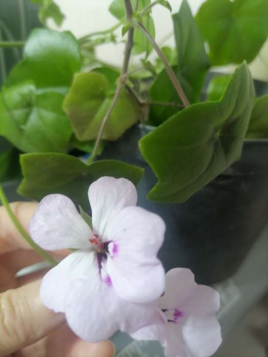 Фотография покупателя товара Семена цветов Пеларгония "Летний дождь", ц/п,  ампельная, смесь, 3 шт - Фото 3