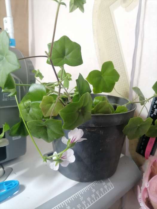 Фотография покупателя товара Семена цветов Пеларгония "Летний дождь", ц/п,  ампельная, смесь, 3 шт - Фото 4