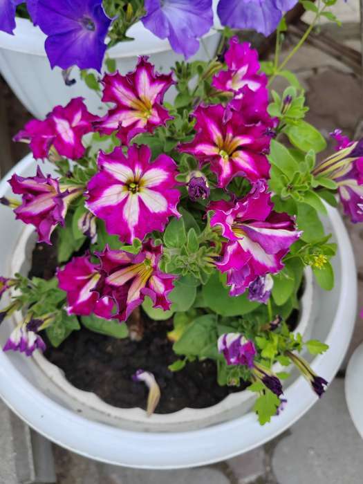 Фотография покупателя товара Семена цветов Петуния грандифлора "Кан кан бургунди" 10 шт - Фото 7