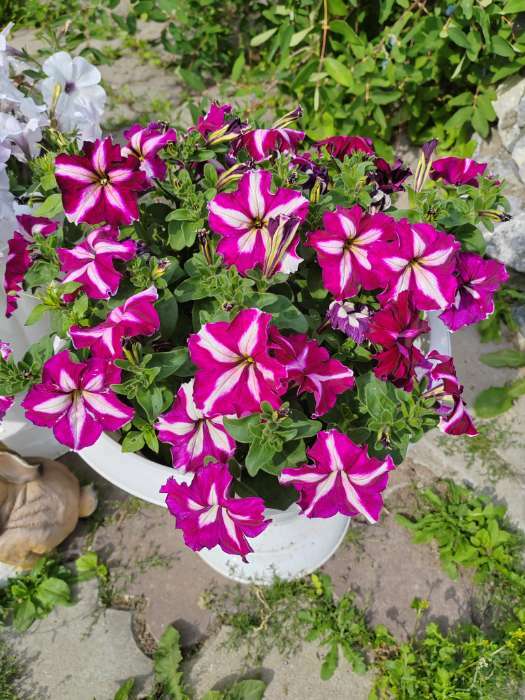 Фотография покупателя товара Семена цветов Петуния грандифлора "Кан кан бургунди" 10 шт - Фото 8