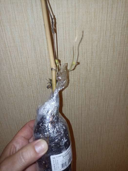 Фотография покупателя товара Клематис крупноцветковый "Утопия", 1 шт, туба, Весна 2024 - Фото 3