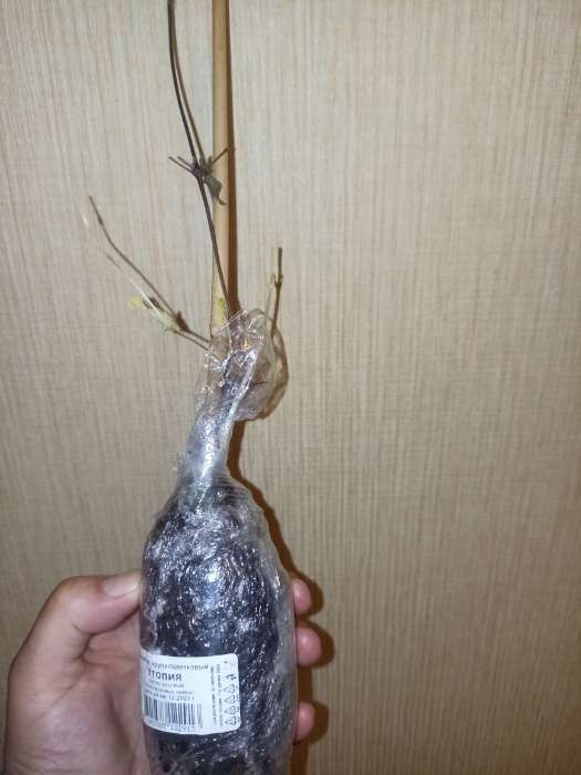 Фотография покупателя товара Клематис крупноцветковый "Утопия", 1 шт, туба, Весна 2024 - Фото 4