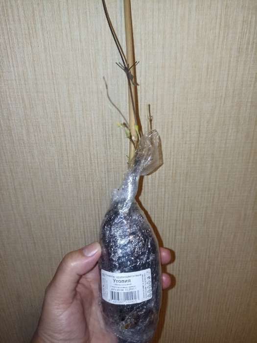 Фотография покупателя товара Клематис крупноцветковый "Утопия", 1 шт, туба, Весна 2024 - Фото 1