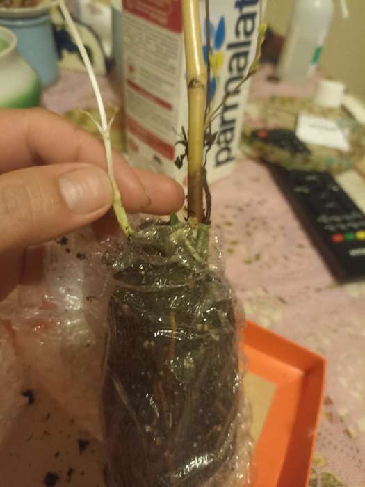 Фотография покупателя товара Клематис крупноцветковый "Утопия", 1 шт, туба, Весна 2024 - Фото 2