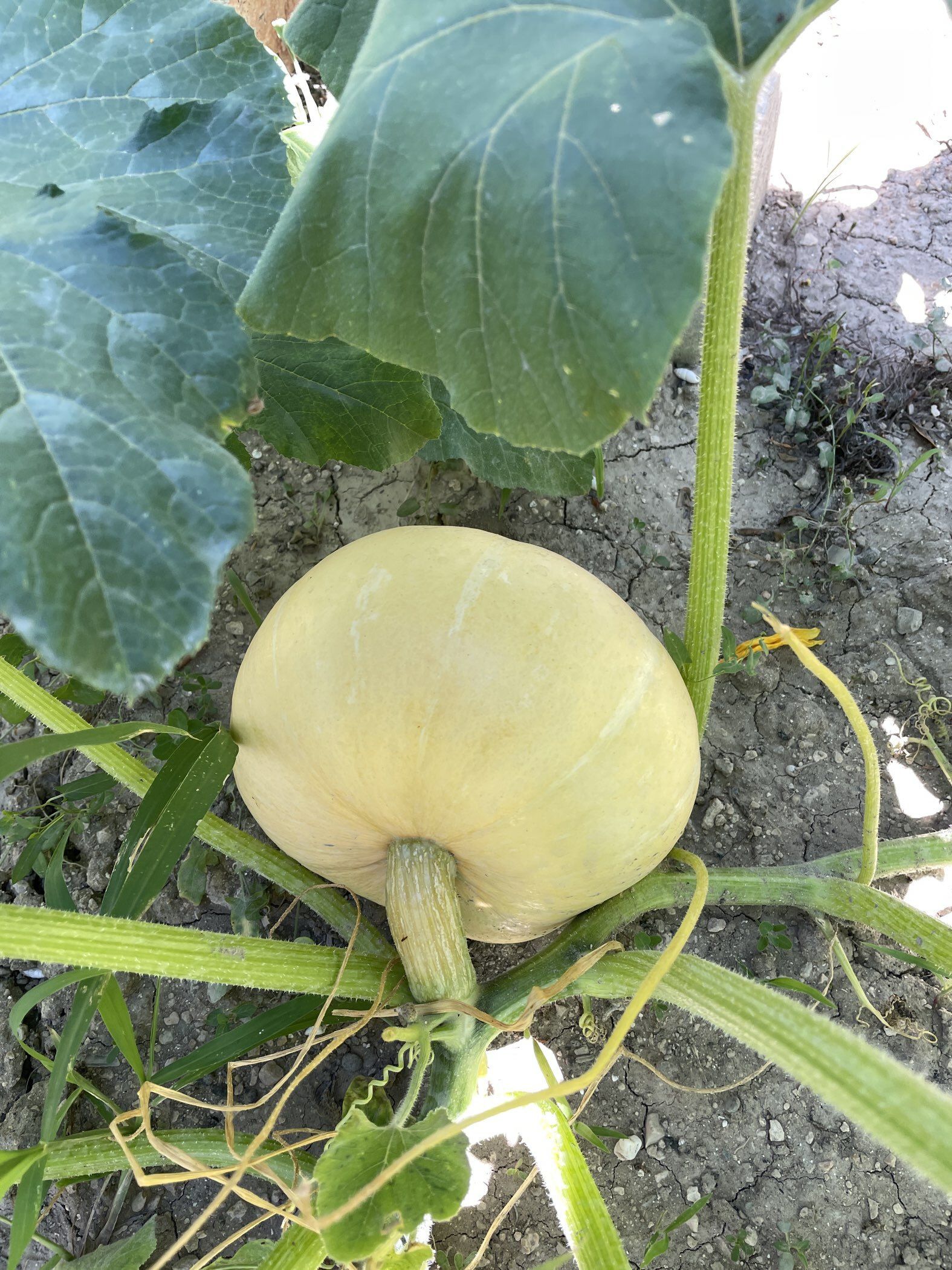 Фотография покупателя товара Семена Тыква «Мармелад», 6 шт., «Уральский Дачник» - Фото 1