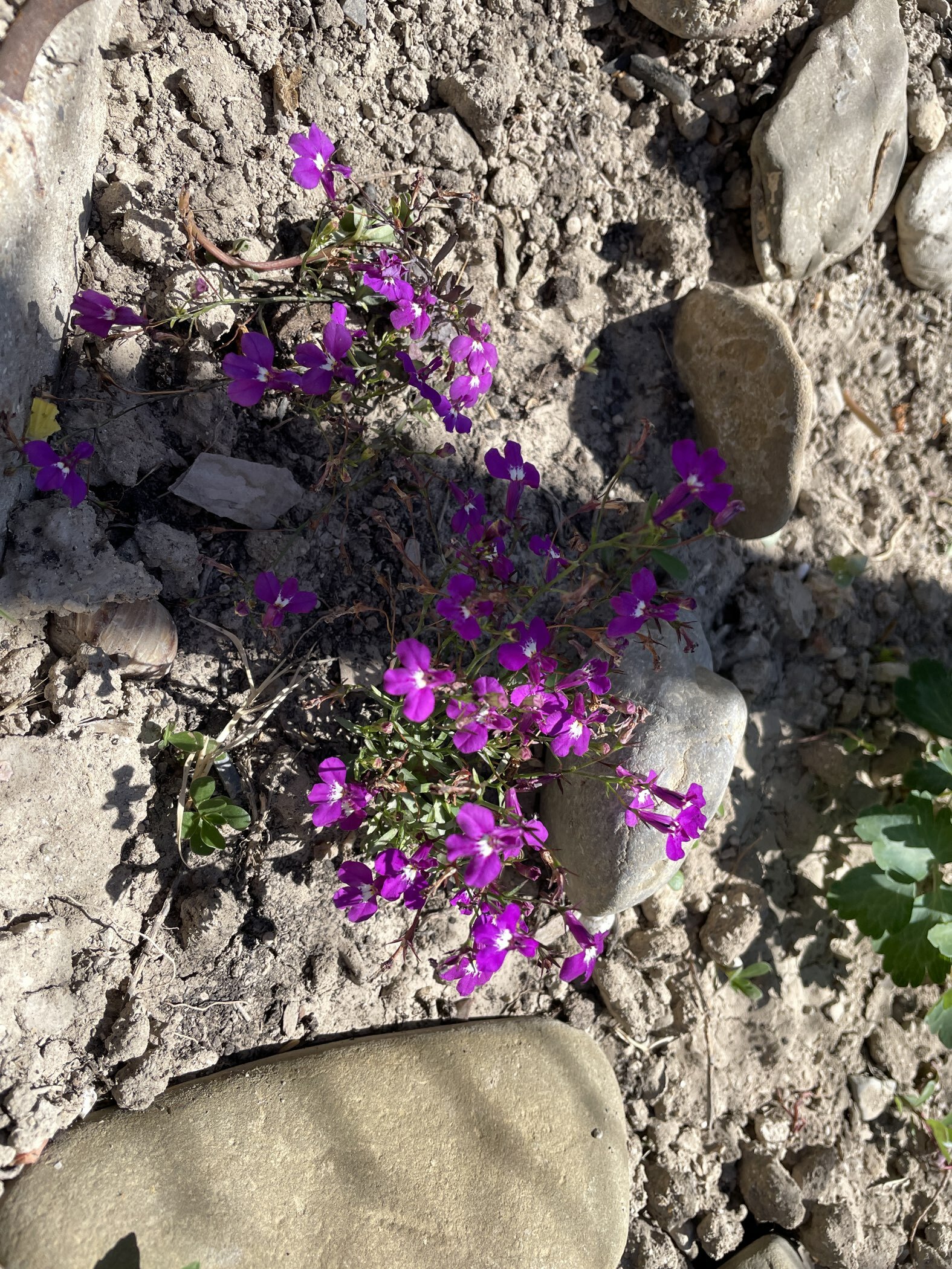 Фотография покупателя товара Семена Цветов  Лобелия "Регатта Розовая", 10 шт - Фото 1