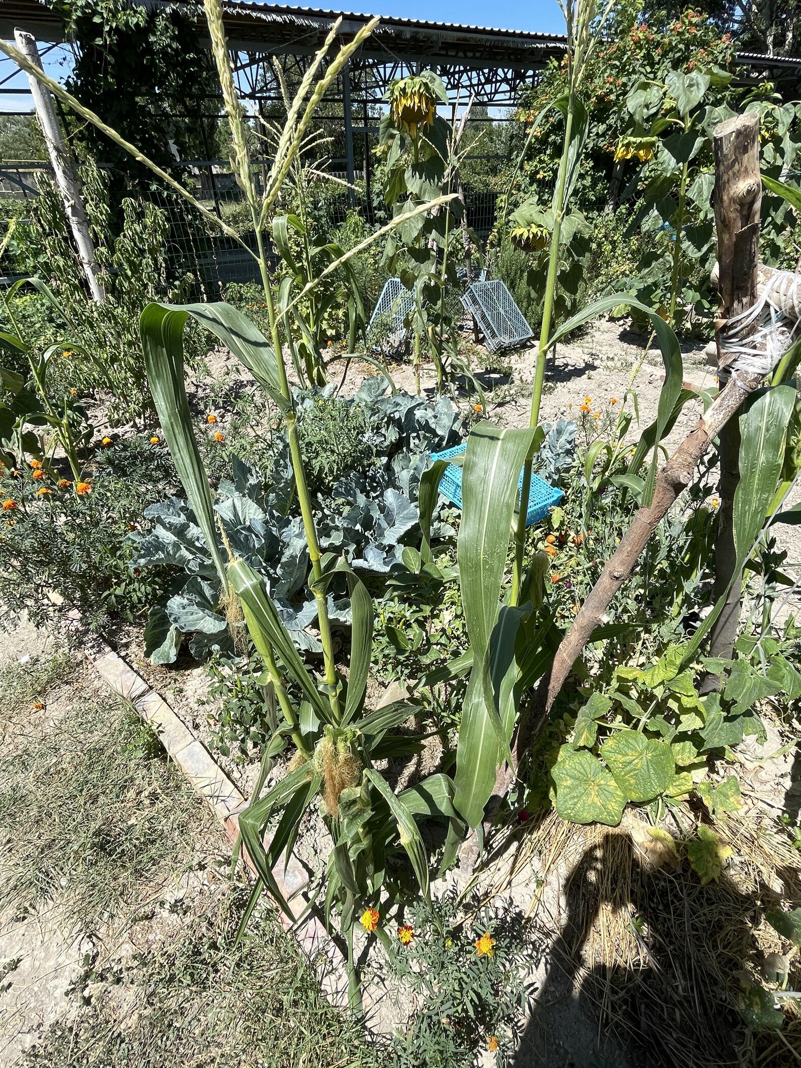 Фотография покупателя товара Семена Кукуруза "Сахарная", 5 шт. - Фото 1