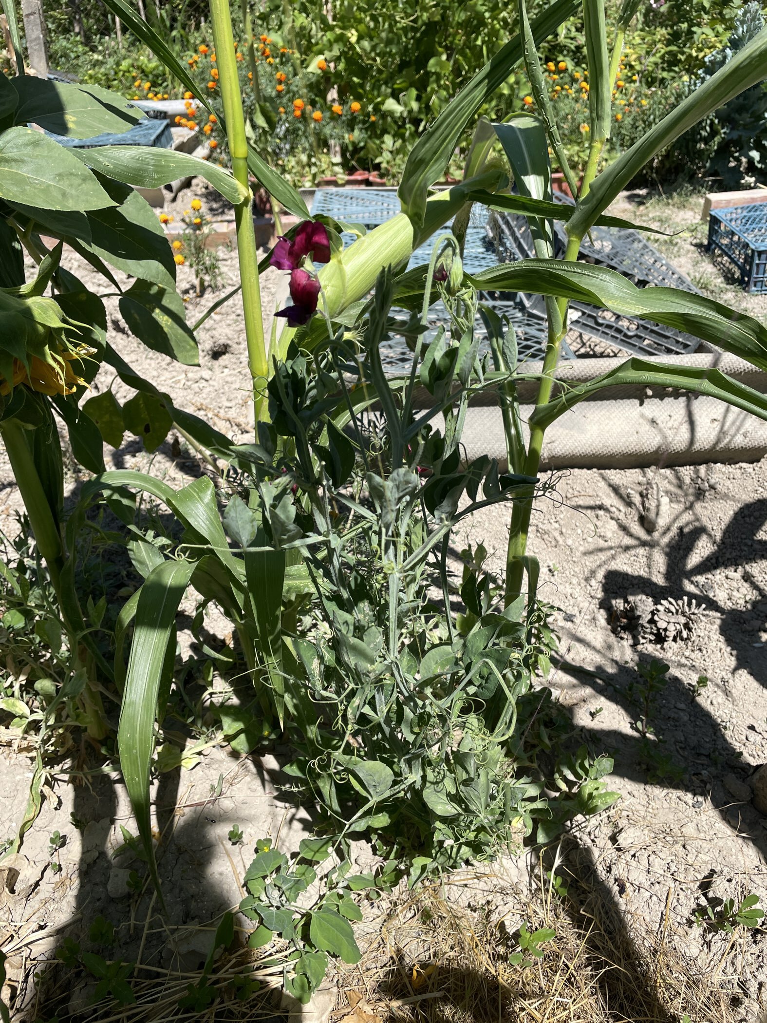 Фотография покупателя товара Семена цветов  Горошек душистый "Королевская семья", бордовый, 6 шт - Фото 1