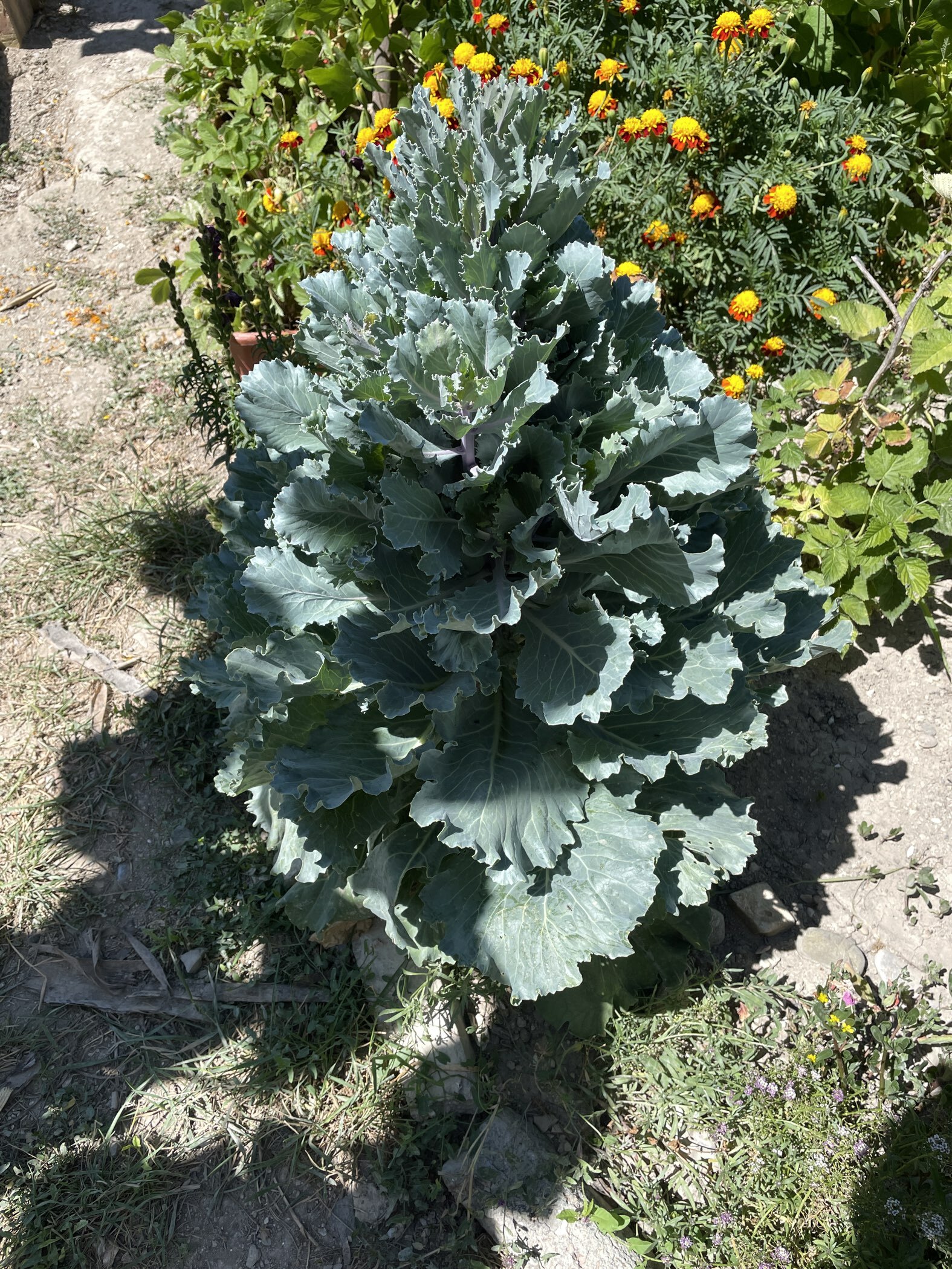 Фотография покупателя товара Семена цветов Капуста декоративная "Русский круг", ц/п,  О, 0,05 г - Фото 1