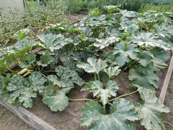 Фотография покупателя товара Семена Кабачок "Кавили", F1, 5 шт. - Фото 1