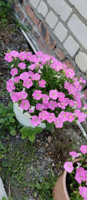 Фотография покупателя товара Семена цветов Петуния "Альбертина", F1, каскадная, мини многоцветковая, 5 шт - Фото 1