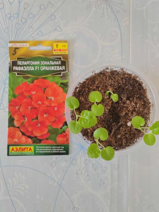 Фотография покупателя товара Семена цветов Пеларгония "Рафаэлла", оранжевая, F1, 5 шт - Фото 1
