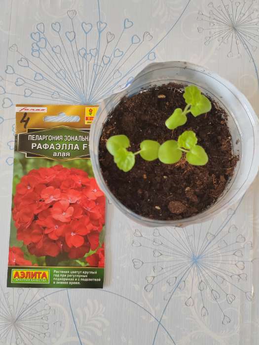 Фотография покупателя товара Семена цветов Пеларгония "Рафаэлла", алая, F1, 5 шт
