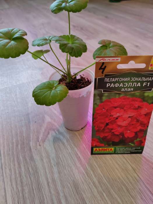 Фотография покупателя товара Семена цветов Пеларгония "Рафаэлла", алая, F1, 5 шт - Фото 1