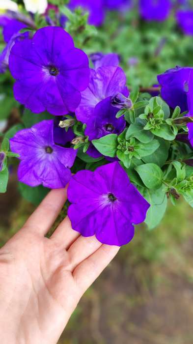 Фотография покупателя товара Семена цветов Петуния "Е3 Изи Вейв Блю скай F1", 5 шт - Фото 2