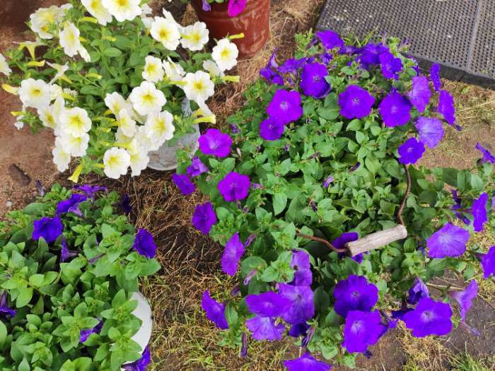 Фотография покупателя товара Семена цветов Петуния "Е3 Изи Вейв Блю скай F1", 5 шт - Фото 1