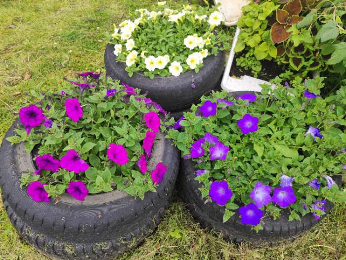 Фотография покупателя товара Семена цветов Петуния "Е3 Изи Вейв Блю скай F1", 5 шт - Фото 3