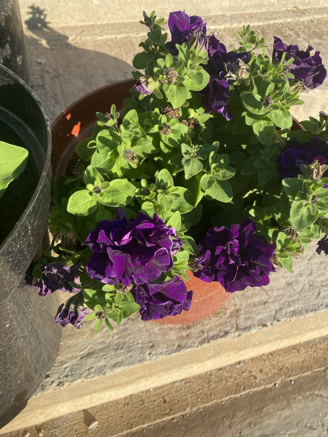 Фотография покупателя товара Семена цветов Петуния Синяя, махровая Дуо, F1, Сем. Алт, ц/п, 10 шт - Фото 1