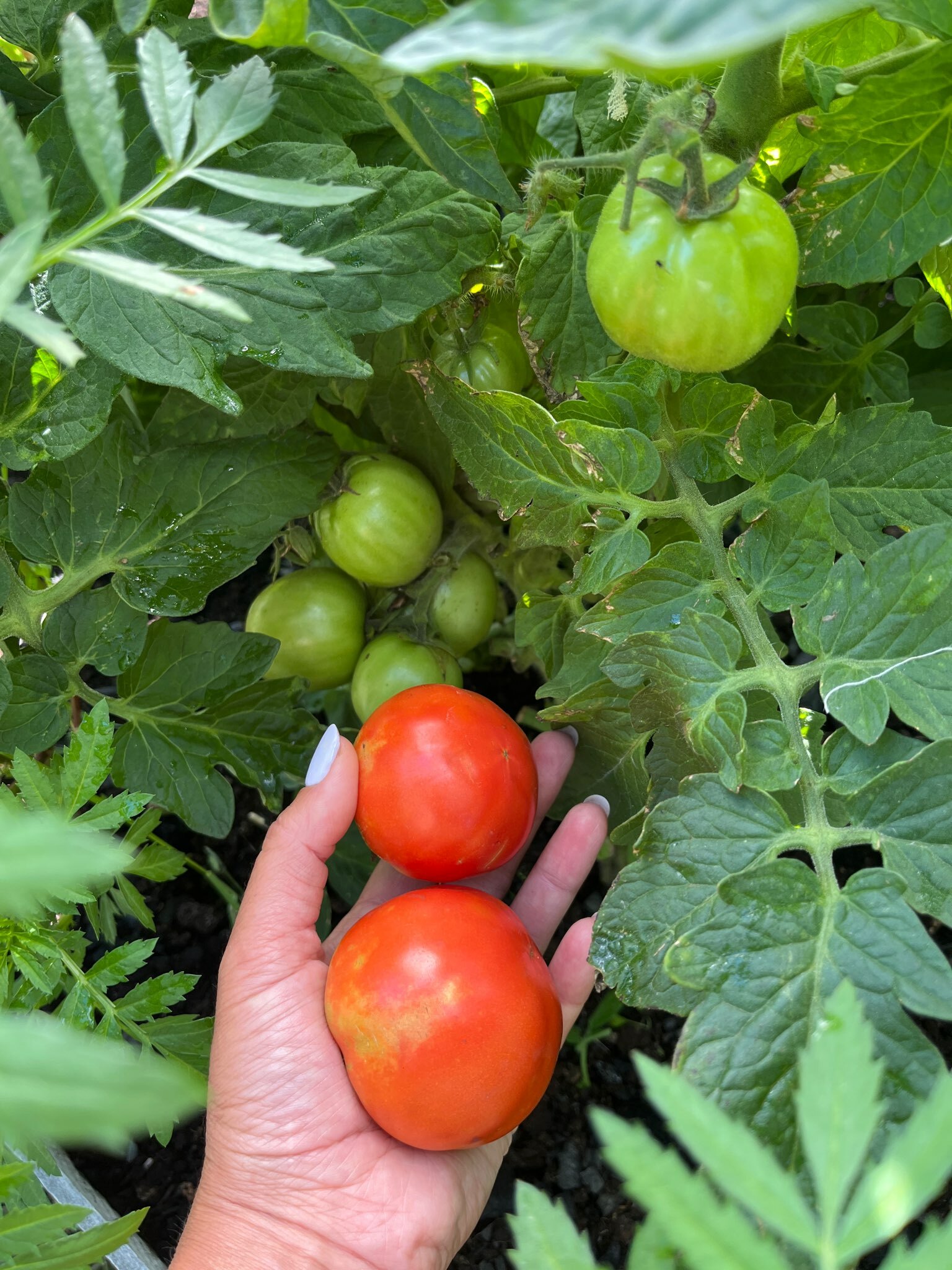 Фотография покупателя товара Семена Томат черри "Садовая Жемчужина", 0,1 г - Фото 1