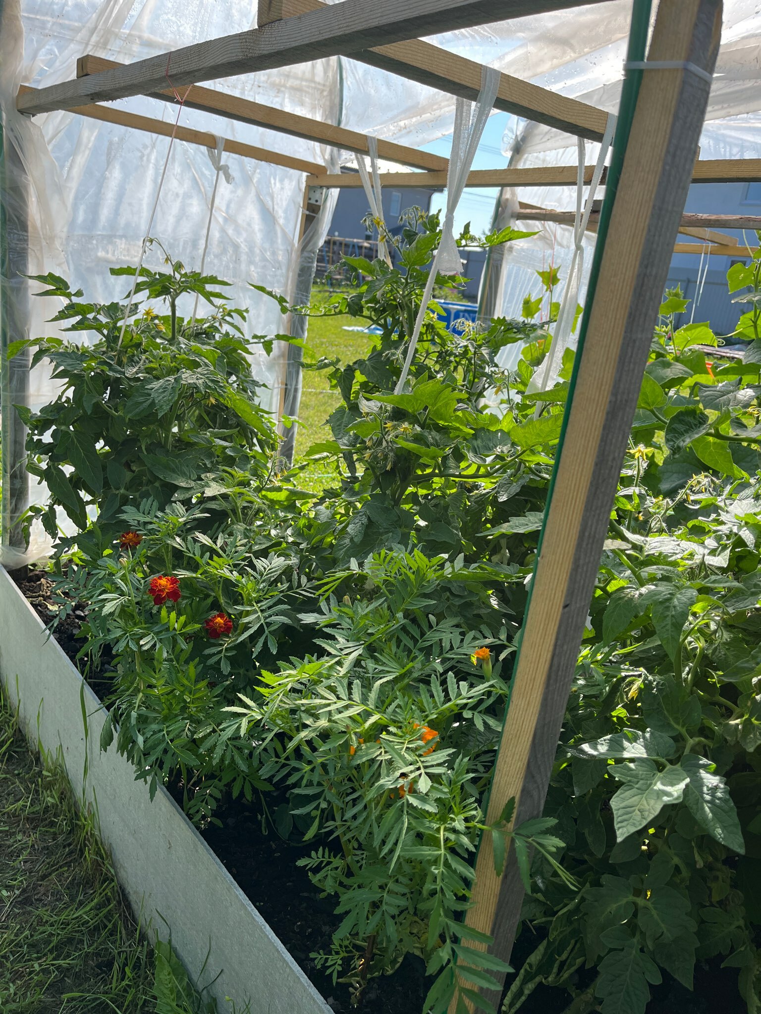 Фотография покупателя товара Семена Томат черри "Садовая Жемчужина", 0,1 г - Фото 2