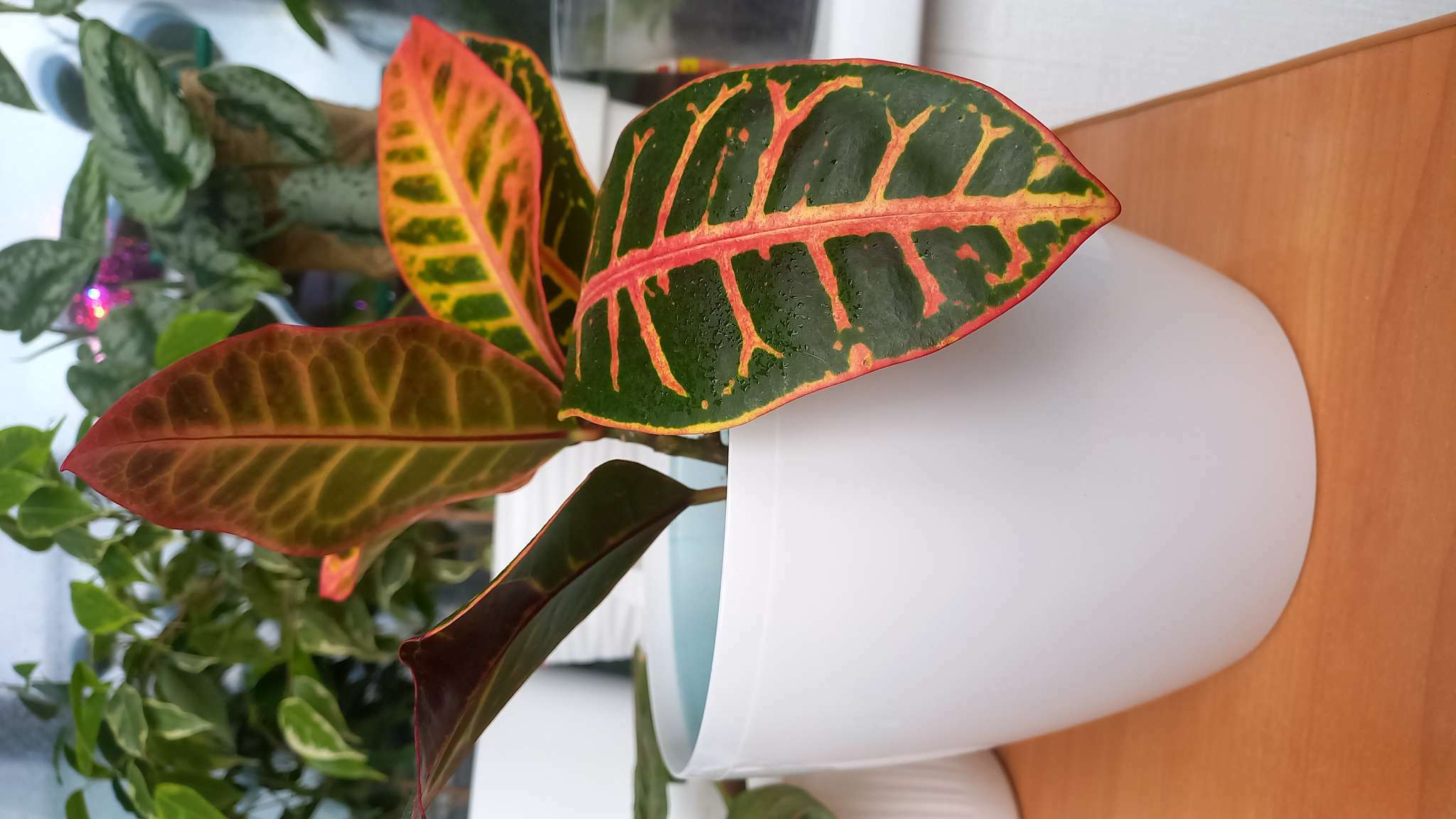 Фотография покупателя товара Кашпо для цветов, d=17 см, 2.7 л, пластик, белое - Фото 3