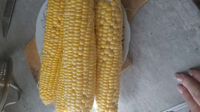 Фотография покупателя товара Семена Кукуруза суперсладкая «Джокер», F1, 10 шт., Premium Seeds - Фото 1