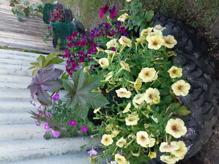 Фотография покупателя товара Семена цветов Петуния ампельная "Лавина Жёлтый каприз F1", 0,01 г. в амп. - Фото 2