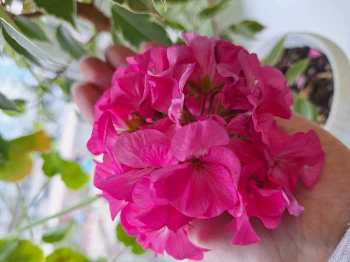 Фотография покупателя товара Семена цветов Пеларгония "Мультиблум", F1, смесь, 5 шт. - Фото 1