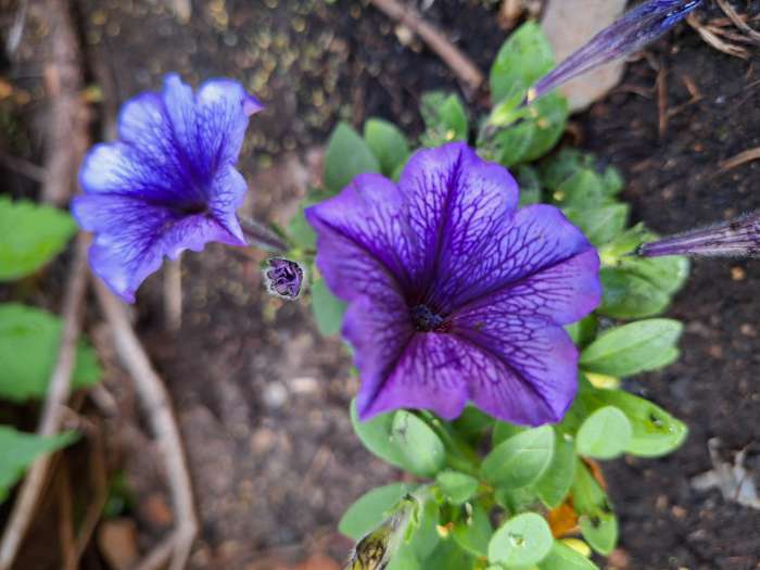 Фотография покупателя товара Семена цветов Петуния "Все звезды" F1 многоцветковая, смесь окрасок, О, 10 шт - Фото 7