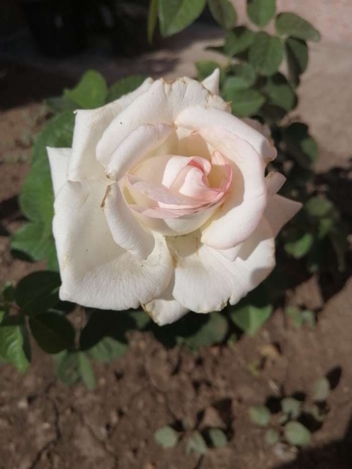 Фотография покупателя товара Саженец розы Белла Вита,  Весна 2024, 1 шт. - Фото 2