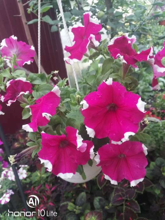 Фотография покупателя товара Семена Цветов  Петуния "Мираж Ред Пикоти", 10шт - Фото 8