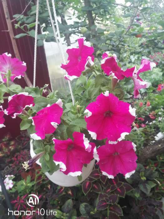 Фотография покупателя товара Семена Цветов  Петуния "Мираж Ред Пикоти", 10шт - Фото 9