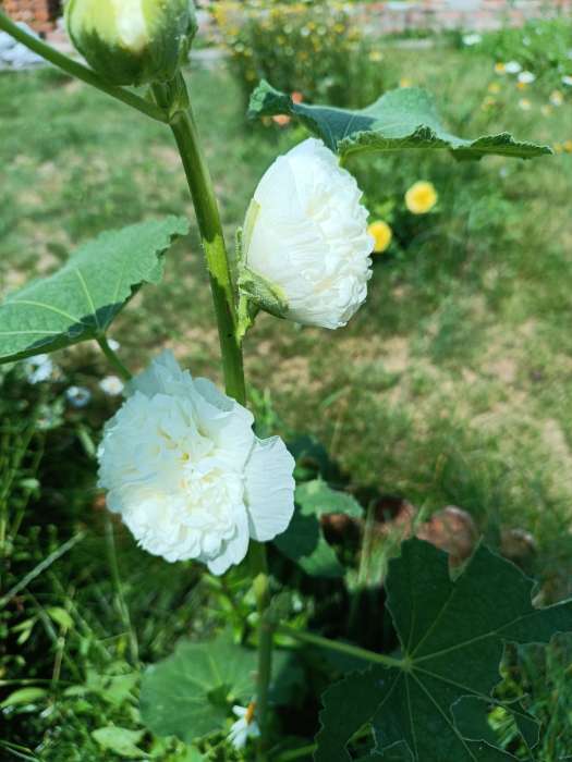 Фотография покупателя товара Семена Мальва «Багамы», смесь, серия «ХИТ х3», 0.1 г, «Гавриш» - Фото 1