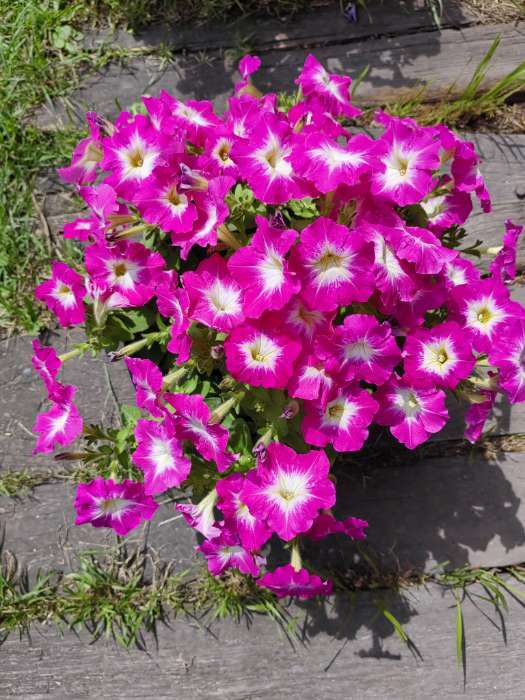 Фотография покупателя товара Семена Цветов Петуния "Мамбо", F1, розовое утро, многоцветковая, пробирка, 7 шт - Фото 17