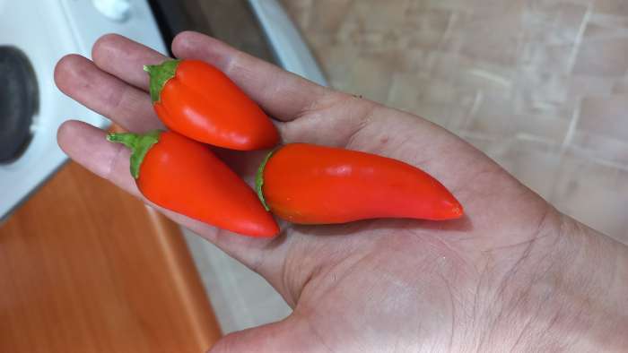 Фотография покупателя товара Семена Перец сладкий "Апельсин красный" F1, 10 шт - Фото 2