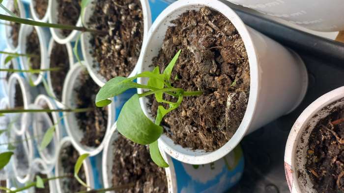 Фотография покупателя товара Семена Перец сладкий "Апельсин красный" F1, 10 шт - Фото 3